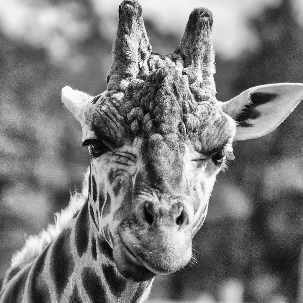 Bild: Giraffe